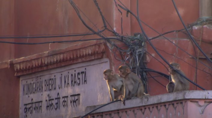 Killer Monkeys Snatch 4-Month-Old Baby from Couple in India